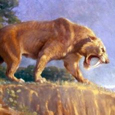Buzul Çağının En İkonik Yırtıcılarından Biri: Smilodon