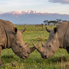 Sadece 2 Dişi Üyesi Hayatta Kalan, Nesli Tükenen Hayvan: Kuzey Beyaz Gergedanı
