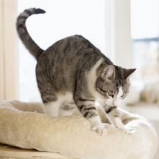 Kediler Neden Masaja Benzer Yoğurma Hareketi Yapar?