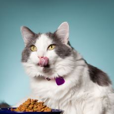 Vegan Biçimde Kedi Beslenebilir mi?