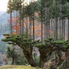 Japonların Ağaç Kesmeden Odun Üretmelerini Sağlayan Müthiş Teknik: Daisugi