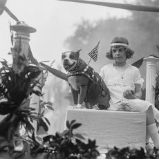 Birinci Dünya Savaşı'nda Çavuş Rütbesi Verilen Tek Köpek: Stubby
