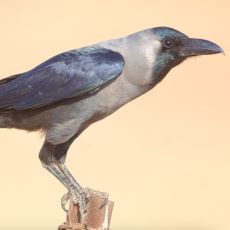 Kargalara Olan Saygınızı Artıracak Bilgiler