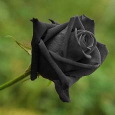 Doğada Neden Siyah Gül Bulunmaz?