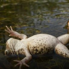Çiftleşmek İstemeyen Dişi Kurbağanın Israrcı Erkeğe Geliştirdiği Taktik: Ölü Taklidi