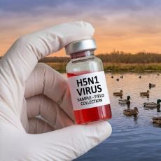 Bir Sonraki Pandemi Olma Olasılığı Yüksek Olan Tehlike: Kuş Gribi