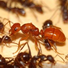 Diğer Yuvalardaki Karıncaları Kaçırıp Köle Olarak Çalıştıran Şaşırtıcı Karıncalar