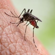 Sivrisinekler Sadece Kan Emerek Bir İnsanı Öldürebilir mi?