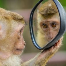 En Zeki Hayvan Türlerini Barındıran Memeliler Takımı: Primat