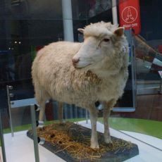 Koyun Dolly, Nasıl Oldu da Annesinden Alınan Sadece Bir Meme Hücresinden Klonlanabildi?
