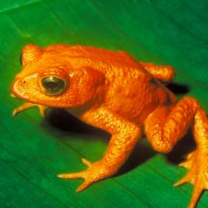 Nesli Tükenen İkonik Bir Hayvan: Altın Kurbağa