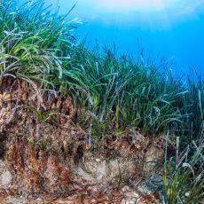 Evrimini Karadan Denize Doğru Gerçekleştiren İlginç Canlı: Deniz Eriştesi