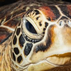 Deniz Kaplumbağaları Yumurtlarken Neden Ağlar?