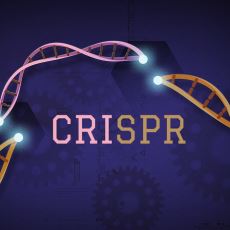 Genetikten Hiç Anlamayan Birini Dahi Heyecanlandırabilecek Buluş: CRISPR