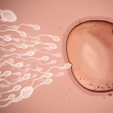 Kız veya Erkek Çocuk Olasılığını Spermin Davranışlarıyla Açıklayabilen Şaşırtıcı Bir Bulgu