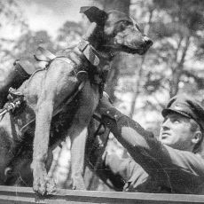 Sovyetler, Nazi Tanklarını Havaya Uçurmak İçin Neden Köpekleri Kullandı?