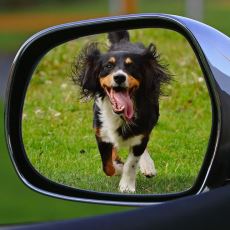 Köpekler Neden Hareket Halindeki Arabalara Havlar ve Saldırır?