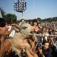 1968 Seçimlerinde Muhalif Gençlerin Aday Gösterip Uğruna Miting Yaptığı Domuz: Pigasus