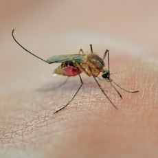 Sivrisineklerin Taşıdığı, Hiç de Hafife Alınmaması Gereken Hastalıklar