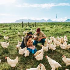 Bir Tavuk Yetiştiricisinden: Tavukları Daha İyi Tanımanızı Sağlayacak İşe Yarar Bilgiler