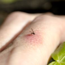 Sivrisinekler Ortadan Kaldırılsaydı Doğada Ne Gibi Değişiklikler Olurdu?