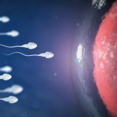 Erkek Çocuk Cinsiyetinin Sanılanın Aksine Sperm Tarafından Belirlenmesi