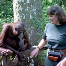 Giderek Daha Dar Bölgelere Sıkışmak Zorunda Kalan Orangutanlara Yapılan Zulüm