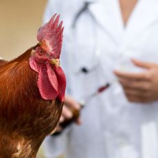 Tavuklara Neden Acil Servislerde Pansuman Yapılamaz?