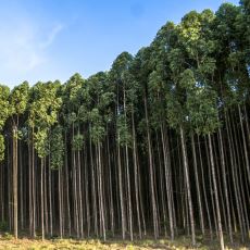 Çukurova'nın Hemen Her Yerinde Okaliptüs Ağacı Bulunmasının İlginç Tarihi Hikayesi