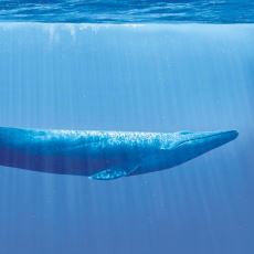 Balinalar Bir İnsanı Yutabilir mi?