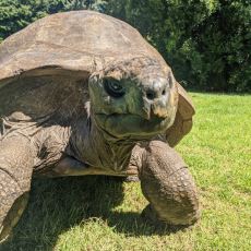 Çok Şey Görmüş Geçirmiş, Dünyanın En Yaşlı Kaplumbağası: 189 Yaşındaki Jonathan