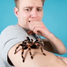 Örümcek Görünce Hissedilen Orantısız Korku: Örümcek Korkusu (Araknofobi)