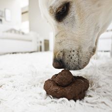 Köpeklerde Sıklıkla Görülen Dışkı Yeme Alışkanlığı: Kaprofaji