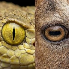 Hayvanların Göz Bebekleri Neden Birbirinden Farklıdır?