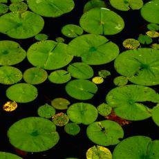 Lotus Yaprağı Çamurun İçinden Çıkıp Nasıl Bu Kadar Temiz Kalabiliyor?