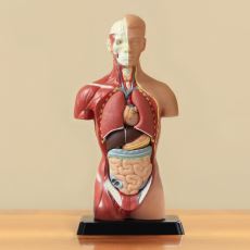 İnsan Vücudundaki En Ağır Organlar
