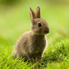 Tavşanlar Neden Kusamaz?