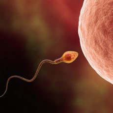 Sperm Nedir ve Nasıl Oluşur?