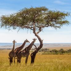 Zürafalar ve Akasya Ağaçları Hakkında İnsanı Düşündüren Evrim İlişkisi