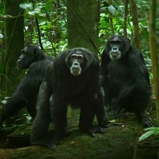 İzlerken Ağızları Açık Bırakan Netflix Belgeseli: Şempanze İmparatorluğu