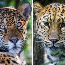 Kuşkuya Yer Bırakmayan Bilimsel Kanıtlarla: Jaguar mı Daha Güçlüdür, Leopar mı?