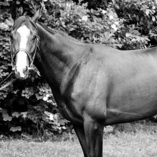 Zamanında İrlanda'nın Rekorlar Kıran Efsane Yarış Atı Shergar'ın Trajik Hikayesi