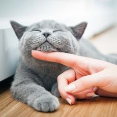 Ev Kedilerinin Mutluluğunu Katbekat Artırmaya Yönelik Küçük Tavsiyeler