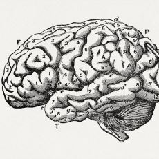 Beynin Örüntü Arayışı Nasıl Hem Bilimi Hem Komploları Doğuruyor?