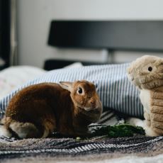 Evde Tavşan Bakımı Konusunda Dikkat Edilmesi Gereken Önemli Noktalar