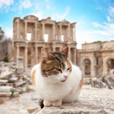 Kedilerin Tarih Boyunca Uygarlığımıza Kattığı Enteresan Şeyler