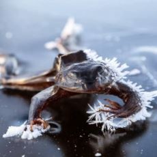 Kışın Donup Baharda Çözülerek Devam Eden İlginç Hayvan: Orman Kurbağası