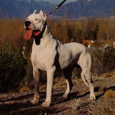 Güçlü Duruşu ve Yapısıyla Dikkat Çeken Melez Köpek Türü: Dogo Argentino