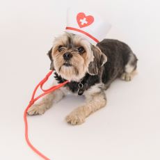 Köpekler Kanserin Kokusunu Alabilir mi?