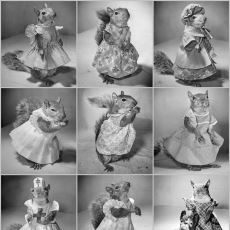 Bir Ulusun Moral Kaynağı Olan Sincap Tommy Tucker’ın İnanılmaz Hikayesi